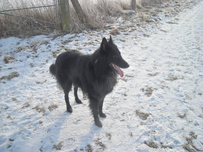 Asco bei Spaziergang