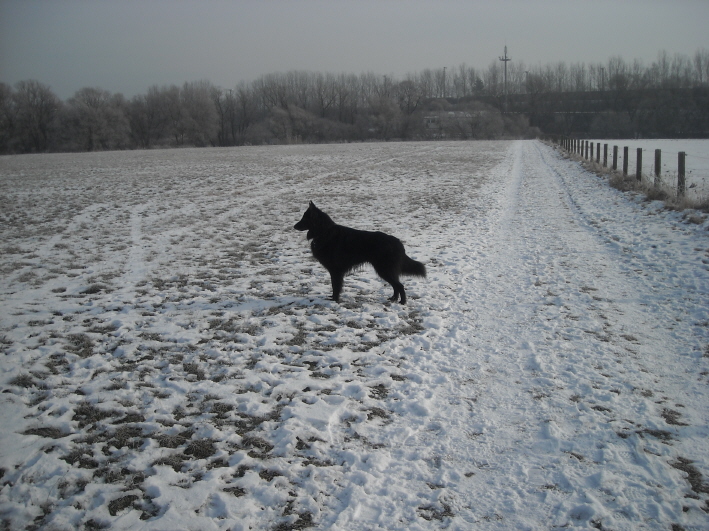 Asco in den Fuldawiesen, Jan.2009