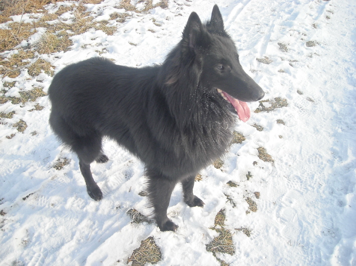 Asco vom Johannisbach, Jan. 09